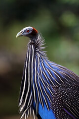 The vulturine guineafowl (Acryllium vulturinum), portrait. Portrait of a very special guineafowl on a dark background.
