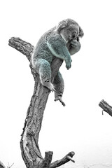 Sleeping koala on a tree in a zoo