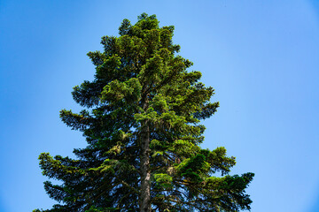 Nature of Georgia: Guria region, Gomis Mta