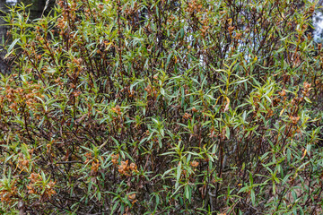 Sticky rockrose, shrub with its fruits. Cistus ladanifer.