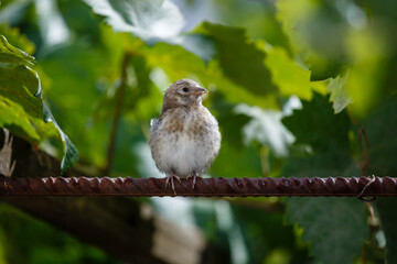 Young European goldfinch. Carduelis carduelis.