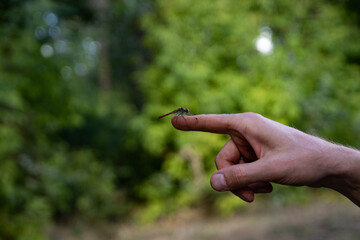 dragonfly sits on the index finger of the girl's hand
