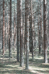 pine forest, trees in general plan, vertical photo