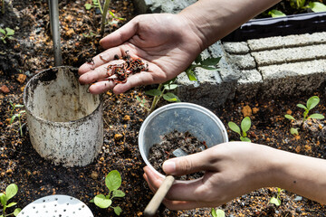 Hand feeding red wrigglers earthworms into worm tower for vermicomposting