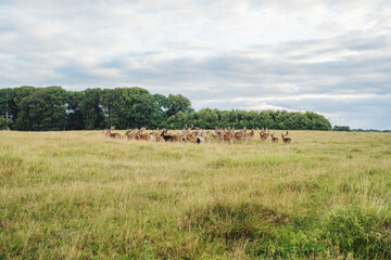 Fototapeta na wymiar Deer colony in Dyrehaven park