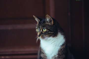 Beautiful Cat