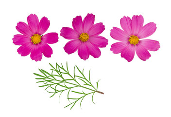 Kosmeya flowers isolated on a white background, top view