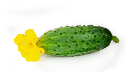 Fresh ?ucumber isolated on a white background