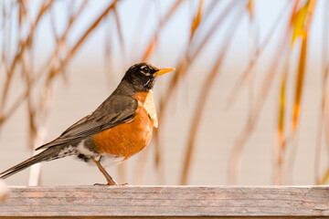 bird robin sparrow fence orange