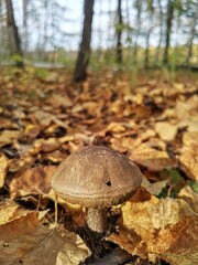 mushroom in the forest