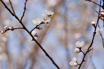 apricot tree