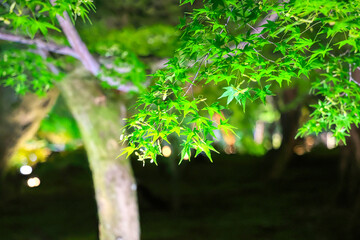 Fototapeta premium 京都、東福寺の庭園の青もみじ