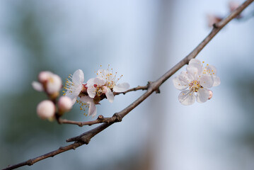 apricot tree