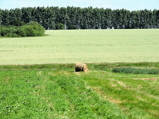 Hay bales in the field, wood