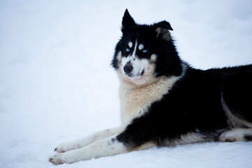 Portrait of the Siberian husky sled dog with blue eyes
