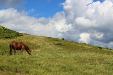 horse in the mountains, mountain landscape with clouds and a horse, a horse grazing in the...