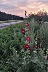Red mallows, wood and road at sunset