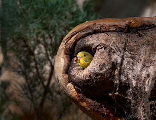 Budgerigar chick in hollow tree nest