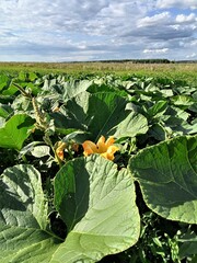 pumpkins field in the summer