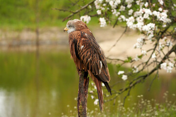 Red kite, sits on a stump in front of a fruit tree with white blossom. A lake in the background. Bird of prey portrait