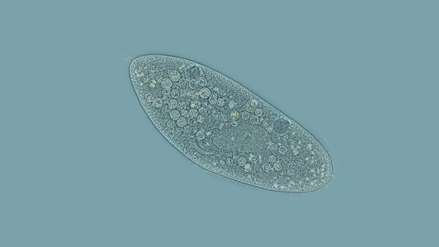 infusorium Ciliophora of the genus Paramecium under a microscope, order Peniculida. Cilia help to move, feeds on bacteria and other small organisms. Planktonic organism