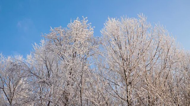 Trees covered with snow in winter time against blue sky. Winter landscape branches covered by hoarfrost.
