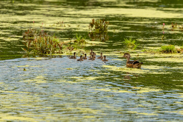 The wood duck or Carolina duck (Aix sponsa) with ducklings
