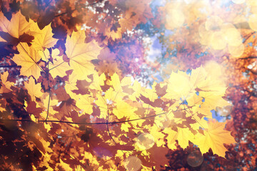 Fototapeta na wymiar orange fall falling leaves autumn background yellow branches maple