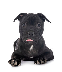 puppy staffordshire bull terrier