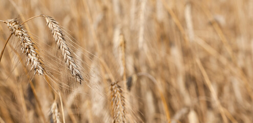 Fototapeta premium Spikes of ripe triticale growing in a field, close-up, fragment.