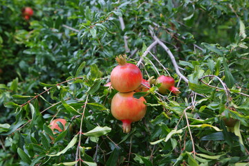 ripe pomegranates s on a tree