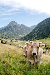 Fototapeta na wymiar Cows enjoying outdoors in Andorra’s mountains