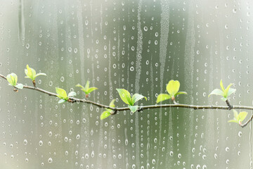 rain branches glass trees abstract wet, window view background nature