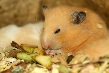 hamster is rodent.is popular small pets. The best-known species of hamster is the golden or Syrian hamster.