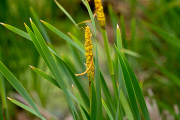 The Typha flowering plants known as cattail