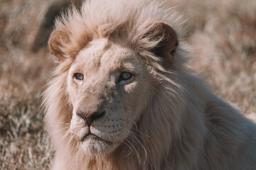 Obraz premium Close up headshot of Africa White Lion