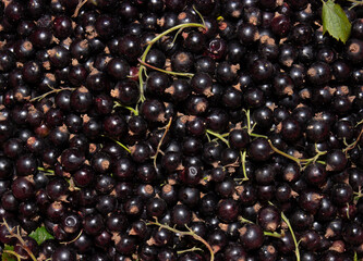 Background from freshly picked ripe black currant berries. View from above