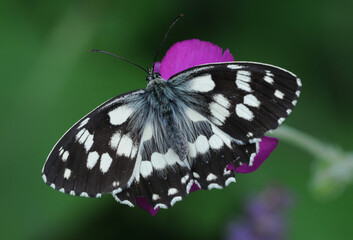 Obraz na płótnie Canvas Butterfly Marbled White