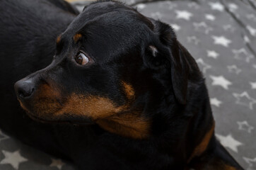Obraz premium Portrait of an adult female Rottweiler lying on a gray bedspread