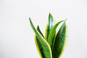 Obraz premium House plants on white background. Closed up Sansevieria leaves. Foliage plant, House green.