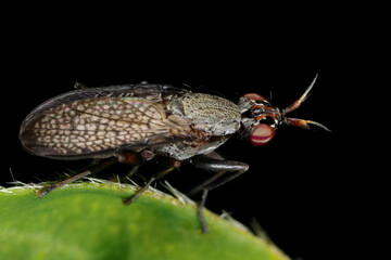Melierte Schneckenfliege (Coremacera marginata)