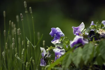Fototapeten Kompozycja kwiatowa niebieskie bratki na rozmytym tle  © Monika