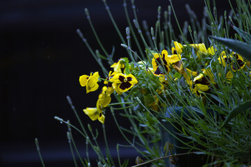 Kompozycja kwiatowa żółte bratki na rozmytym tle	
