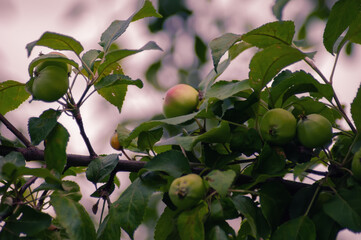 apples on tree