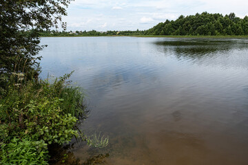 The shore of a large pond overgrown with bushes on a summer day.