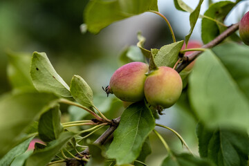 A branch with red-green apples on a background of green leaves and a blurry background.