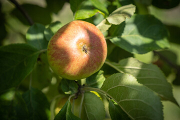 A branch with a red apple on a background of green leaves and a blurry background.