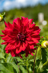 A red flower on a green blurry background, taken in close-up.