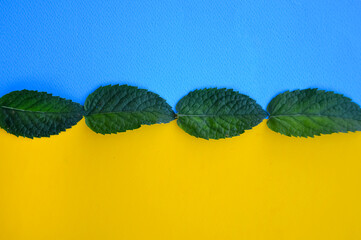 Fresh green mint leaves on a yellow-blue background. Summer template. Paint mixture.
