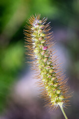 The plant looks like a caterpillar with thin long hairs on a blurry background.